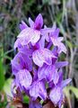 Dactylorhiza foliosa - Levada do Caldeiro Verde - Madere - détail - cropped.jpg