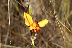 Diuris littoralis.jpg