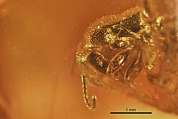 Dolichoderus punctatus BMNHP-II1101 profile.jpg