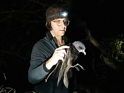 Dr James Russell and a Grey-faced Petrel 02.jpg