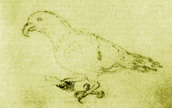 Eclectus infectus-MalaspinaExpedition1793-Yellow.png