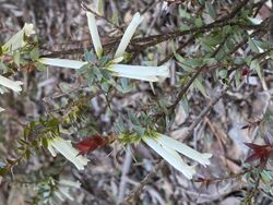 Epacris sparsa ANBG.jpg