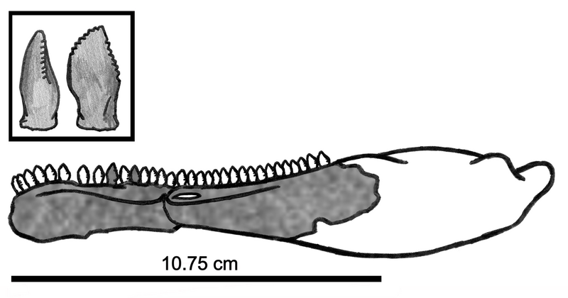 File:Eshanosaurus IVPP V11579.png
