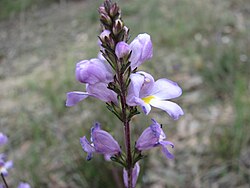 Euphrasia collina.jpg