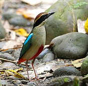 Fairy Pitta 3952, crop.jpg