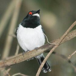 Female Black-throated Wattle-eye (Platysteira peltata) front view.jpg