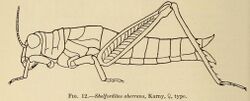 Fig.12-Shelfordites aberrans Karny.JPG