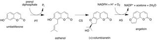 Formation of angelicin from umbelliferone