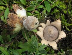 Geastrum minimum 111569.jpg