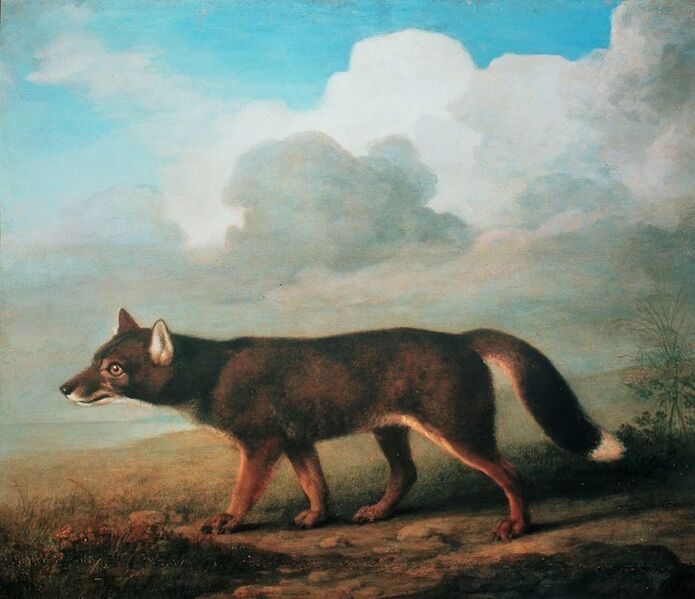 File:George Stubbs, A portrait of a large Dog from New Holland (Dingo), 1772.jpg