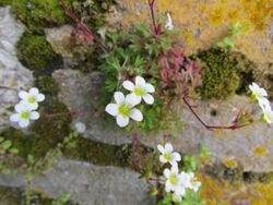 Gibraltar Saxifrage.jpg