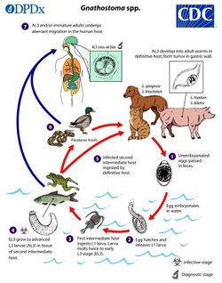 Gnathostoma LifeCycle lg.jpg