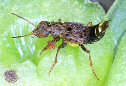 Gold and Brown Rove Beetle - Ontholestes cingulatus, Waterways Farm, Lovettsville, Virginia.jpg