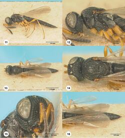 Habroteleia flavipes (10.3897-zookeys.730.21846) Figures 11–16.jpg