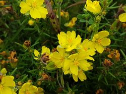 Hibbertia calycina.jpg