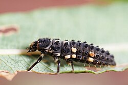 Hippodamia notata larva.jpg