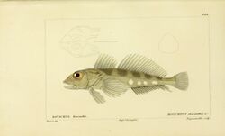 Histoire naturelle des poissons (10438766755).jpg