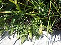 Hladnikia pastinacifolia 2.jpg