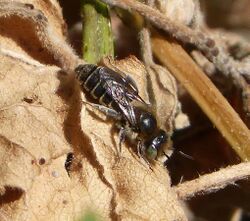 Hoplitis species . Megachilidae - Flickr - gailhampshire.jpg