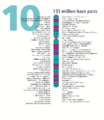 Human chromosome 10 from Gene Gateway - with label.png