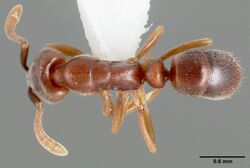 Hypoponera opaciceps casent0005435 dorsal 1.jpg
