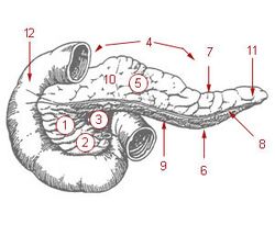 Drawing of the pancreas