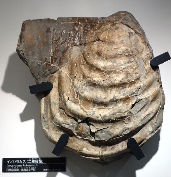File:Inoceramus hobetsensis - National Museum of Nature and Science, Tokyo - DSC06954.JPG