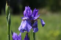 Iris sibirica in natural monument Novoveska draha in 2011 (18).JPG