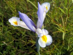 Iris xiphium FlowerCloseup 17May2009 DehesaBoyaldePuertollano.jpg