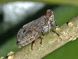 Issidae - Issus coleoptratus.JPG