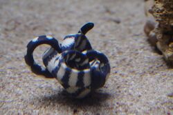 Japan sea snake, Slender-necked Seasnake (Hydrophis melanocephalus) (15601772710).jpg