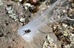 Jumping Spider (Pellenes geniculatus) female on nest ... - Flickr - berniedup.jpg