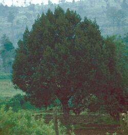 Juniperus procera Kenya1.jpg