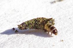 Larva - Luffia ferchaultella 2.jpg