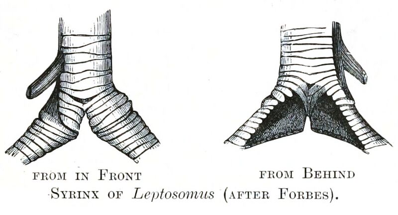 File:Leptosomus syrinx.jpg
