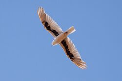 Letter-winged Kite (Elanus scriptus)3.jpg