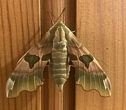 Lime Hawk Moth Taken May 14th 2023.jpg