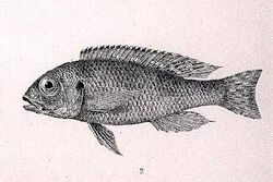 Limnochromis auritus.jpg