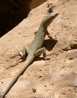 Lizard-Oman.jpg