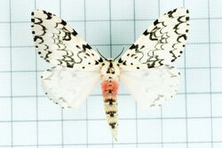 Lymantria concolor6.jpg