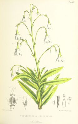 MELLISS(1875) p427 - PLATE 49 - Wahlenbergia Burchellii.jpg