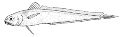 Melanonus gracilis (Pelagic cod).gif