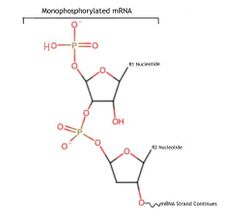 Monophosphorylated mRNA .jpg