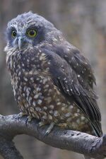 Image of Ninox novaeseelandiae from Kiwi Birdlife Park, Queenstown