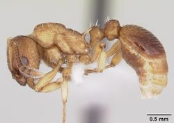 Myrmica pinetorum casent0104883 profile 1.jpg