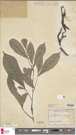 Naturalis Biodiversity Center - L.1758541 - Piptostigma multinervium Engl. and Diels - Annonaceae - Plant type specimen.jpeg