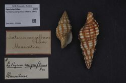 Naturalis Biodiversity Center - ZMA.MOLL.355689 - Turrilatirus sanguifluus (Reeve, 1847) - Fasciolariidae - Mollusc shell.jpeg