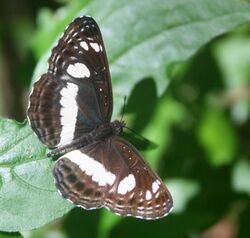 Neptis saclava marpessa, volwassene, Skeerpoort, c.jpg