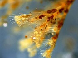 Obelia-Hydrozoa-at40x.jpg