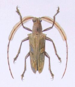 Onocephala aulica from Castelnau-coléoptères a.jpg